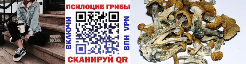 наркота  Строитель  Псилоцибиновые грибы Magic Shrooms 